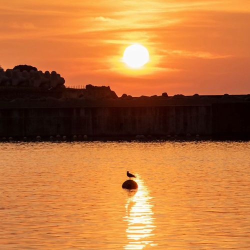 翼休めて夕陽を眺め