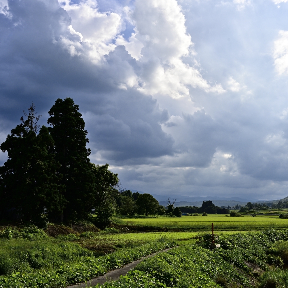 遠雷を聞きながら
