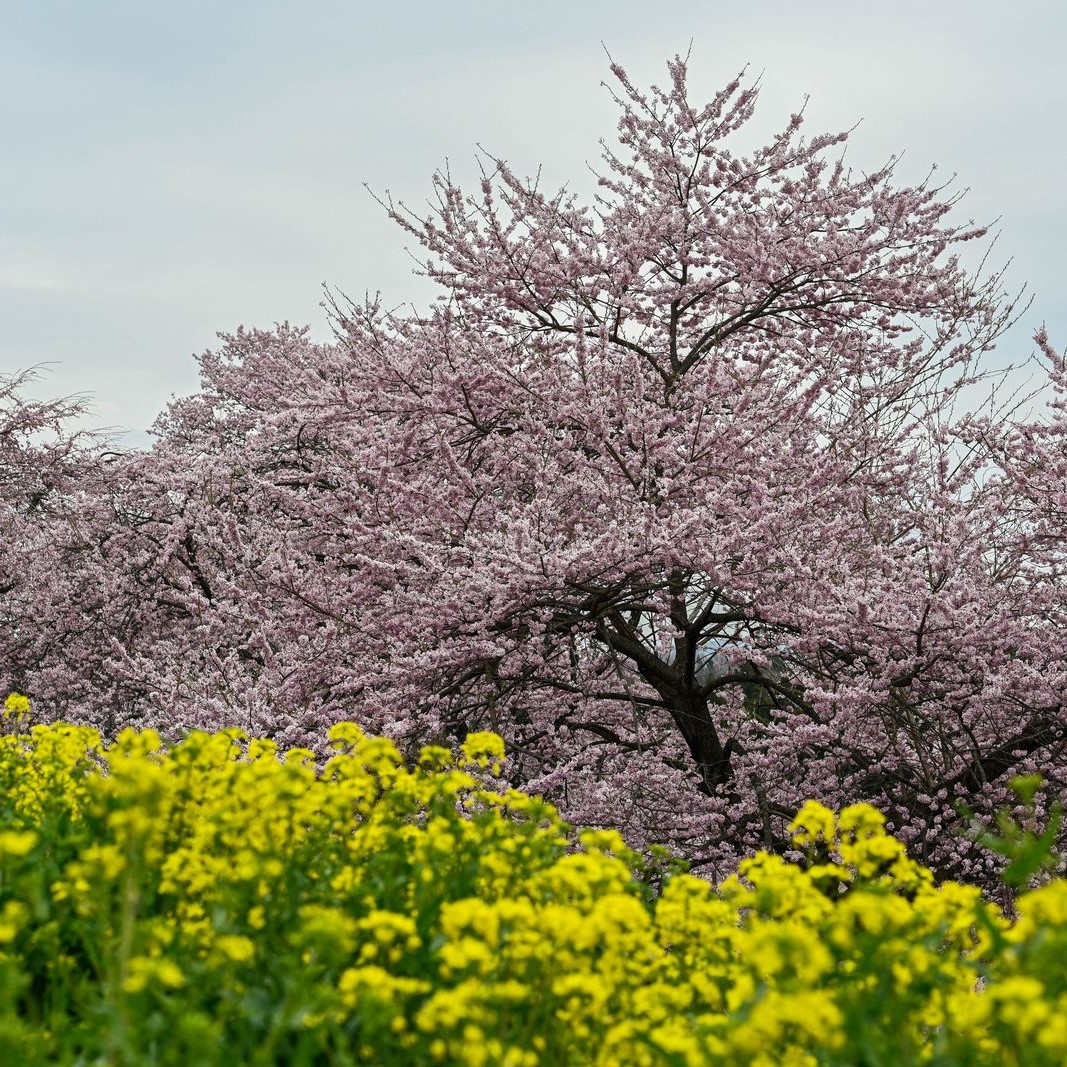 菜の花と桜