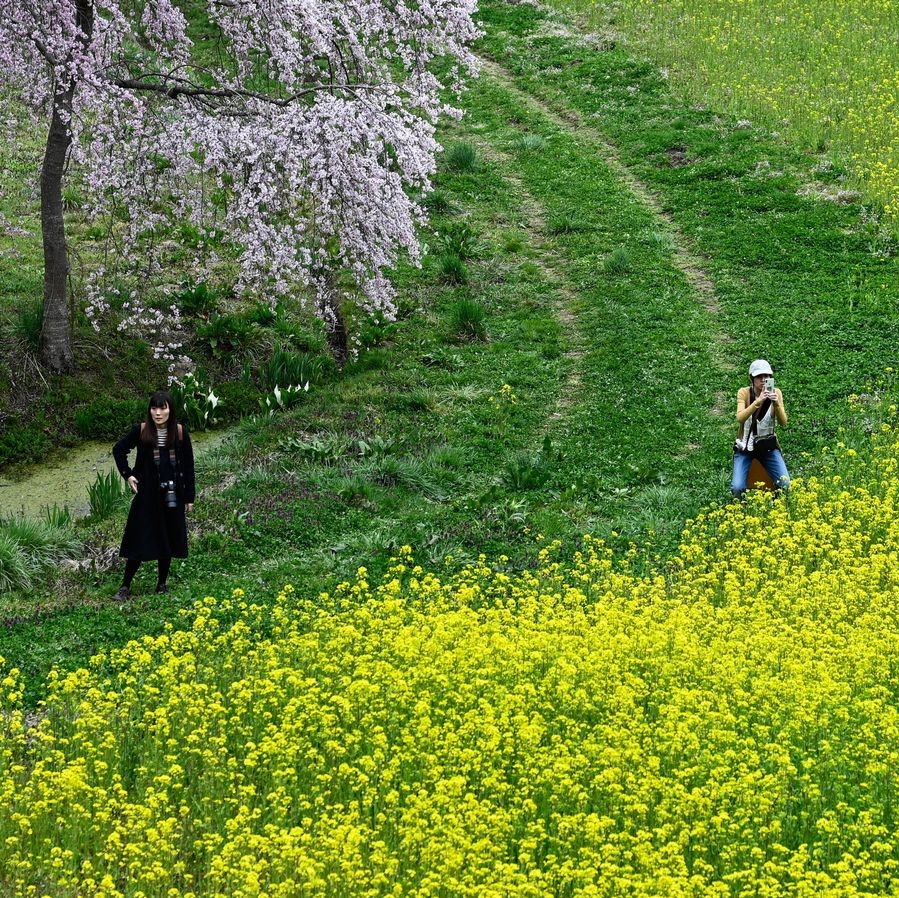 菜の花畑のカメラ女子
