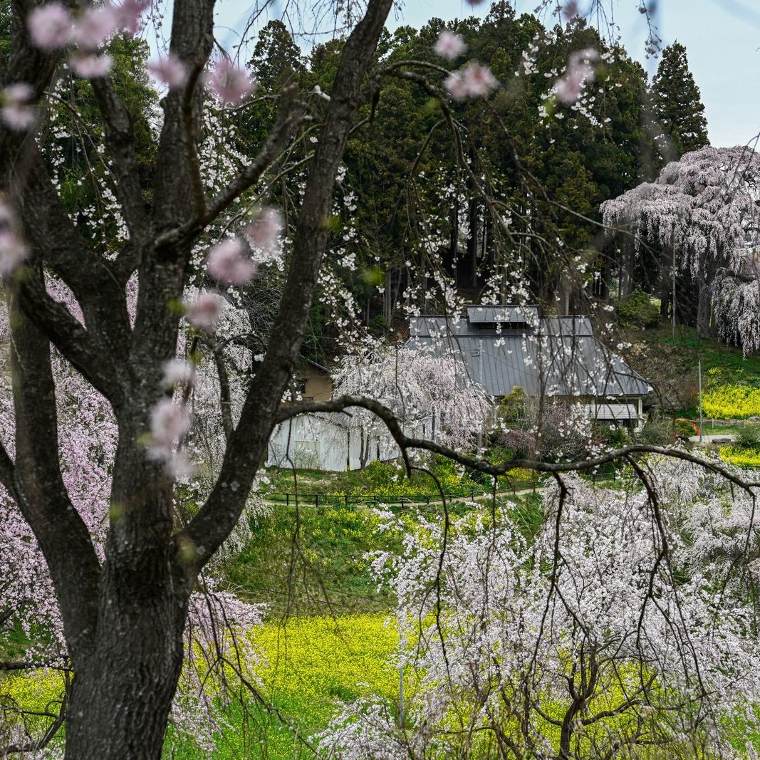農家は花につつまれて