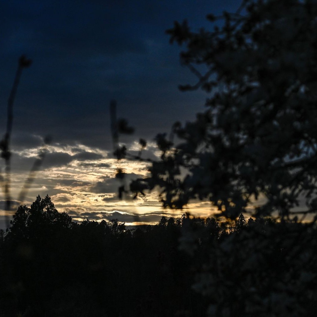 黄昏の花シルエット