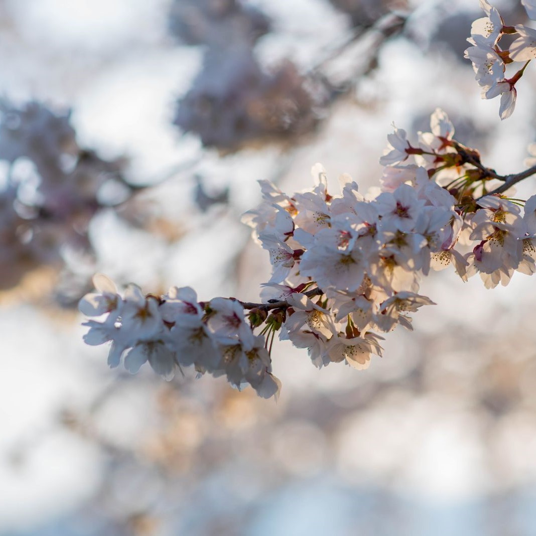さくら、斜光に映えて