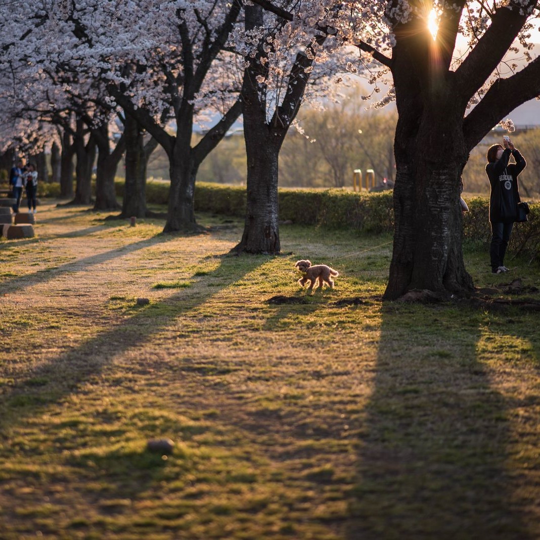仔犬の花見