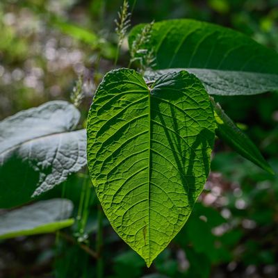 葉っぱの影絵芝居