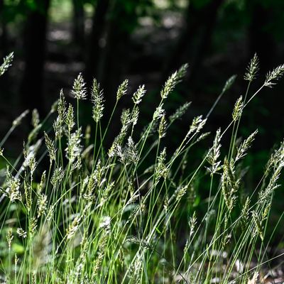 草の穂、銀色の輝き