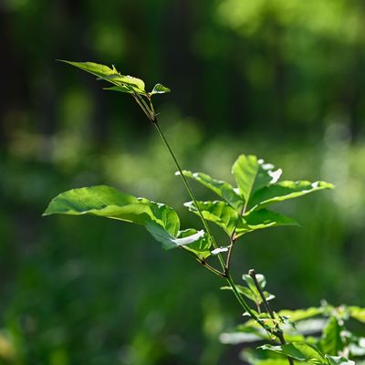 伸びろ、空に向かって