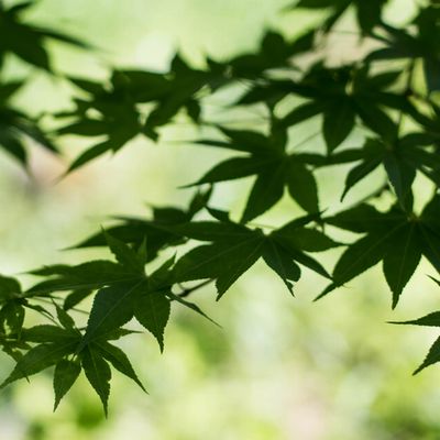 五月の風ともみじ