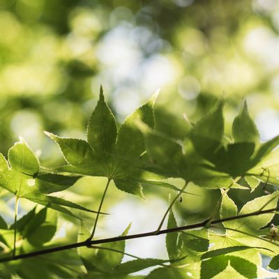 もみじの葉、ゆらり