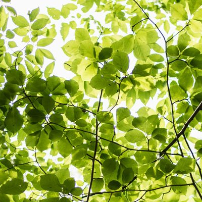 見上げた空に青葉が眩しく