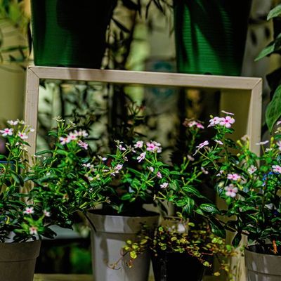 フラワーショップは夏の予感